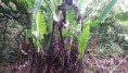 /album/orquideas-e-bromelia-na-fazenda-monte-sinai/a20150416-111144-jpg3/