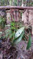/album/orquideas-e-bromelia-na-fazenda-monte-sinai/a20150504-095551-jpg/