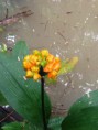 /album/orquideas/img-0596-jpg/