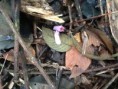 /album/orquideas/img-0598-jpg/