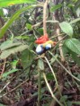 /album/orquideas/img-0597-jpg/
