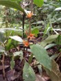 /album/orquideas/img-0609-jpg/