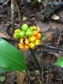 /album/orquideas/img-0610-jpg/