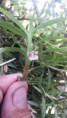 /album/orquidario-ladario/a20150417-133255-jpg/