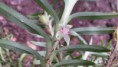 /album/orquidario-ladario/a20150418-100224-jpg/
