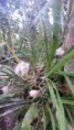 /album/orquidario-ladario/a20150417-133601-jpg/