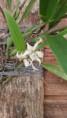 /album/orquidario-ladario/a20150503-093802-jpg2/