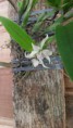 /album/orquidario-ladario/a20150503-093818-jpg1/