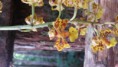 /album/orquidario-ladario/a20150417-133821-jpg/